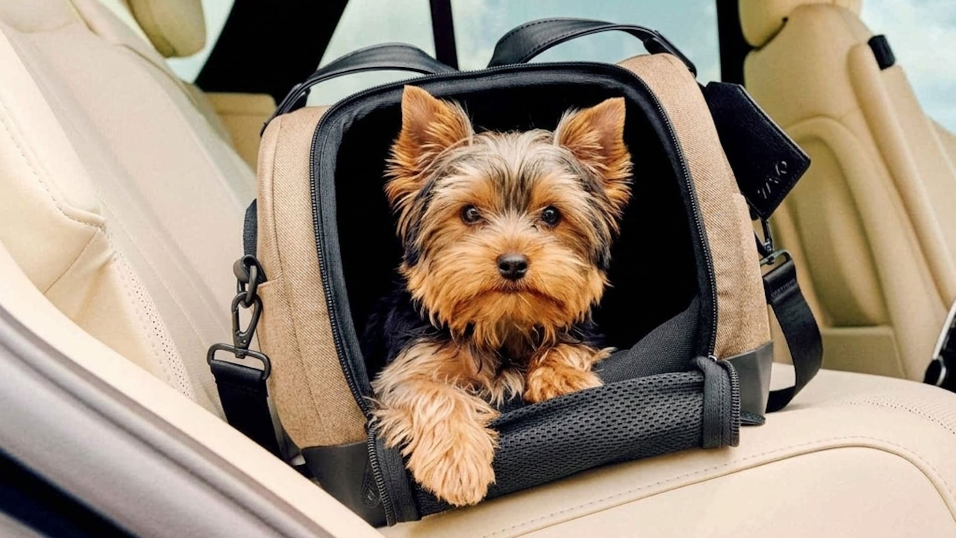 Hundetransport im Auto